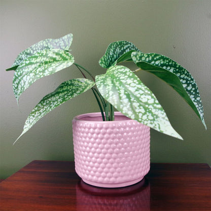 35cm Spotted Leopard Plant - Artificial in Planter