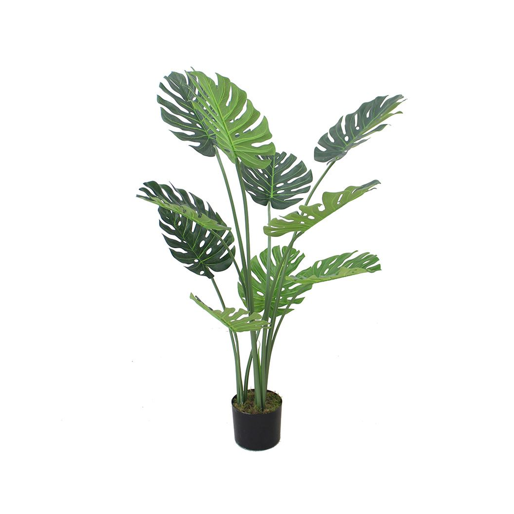 120cm (4ft) Luxury Monstera Plant in Elegant Black Pot