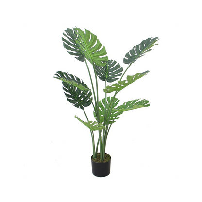 120cm (4ft) Luxury Monstera Plant in Elegant Black Pot