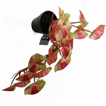 35cm Realistic Pink Splash Caladium - Artificial Trailing Hanging Plant