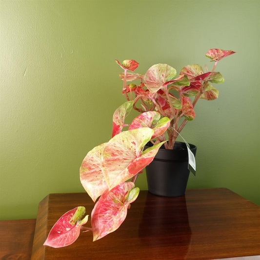 35cm Realistic Artificial Pink Splash Caladium, Perfect for Trailing Hanging Displays