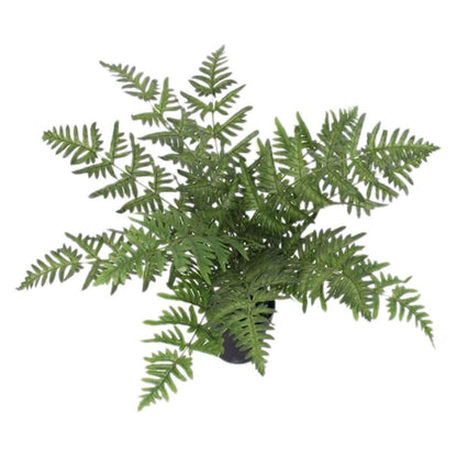 50cm Luxury Artificial Evergreen Fern Plant for Stylish Greenery