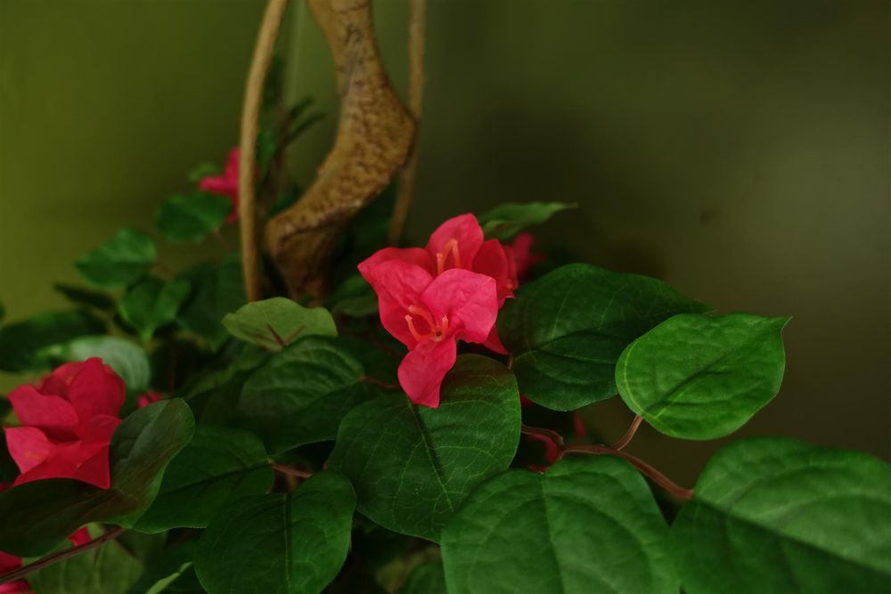 150cm Pink Bougainvillea Tree - Artificial Silk for Charming Decor