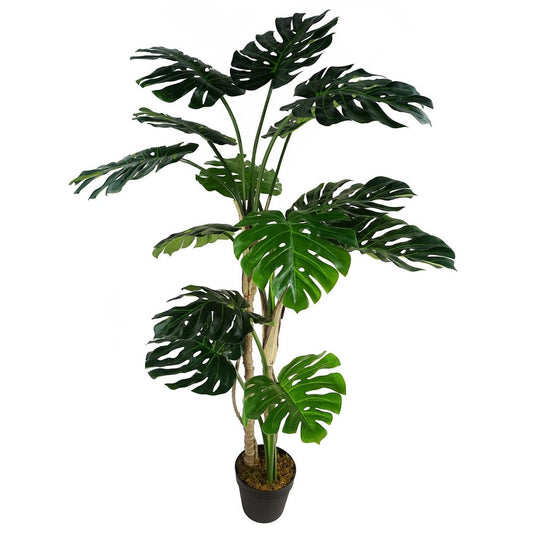 150cm (5ft) Luxury Monstera Plant in Elegant Black Pot