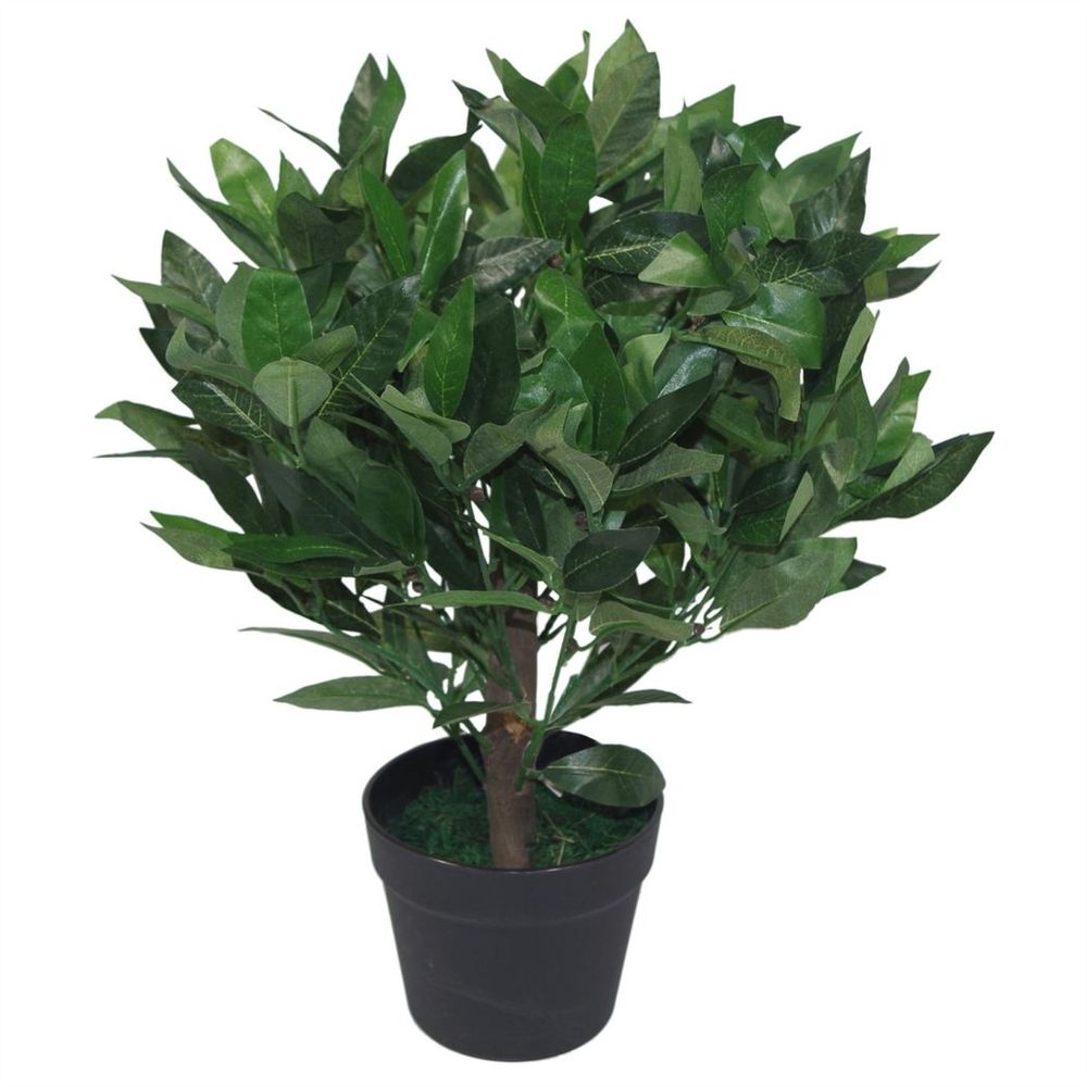 Pair of 50cm Dwarf Bay Tree Topiary Bushes for Stylish Garden Decor