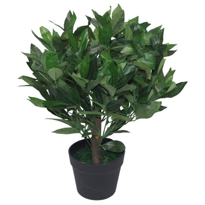 Pair of 50cm Dwarf Bay Tree Topiary Bushes for Stylish Garden Decor