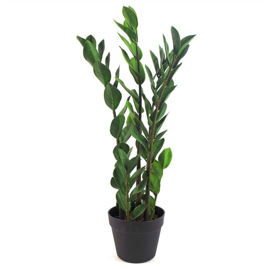 75cm Artificial Zanzibar Green Gem Zamioculcas Succulent Plant for Indoor Use