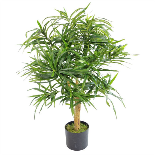 100cm Premium Dracaena Plant with Pot - Perfect for Indoor Styling