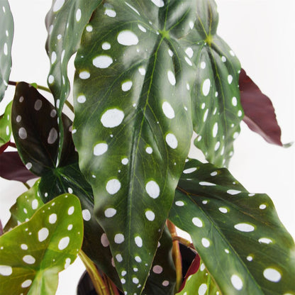 40cm Artificial Begonia Maculata Plant - Spotty