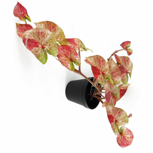 35cm Realistic Pink Splash Caladium - Artificial Trailing Hanging Plant