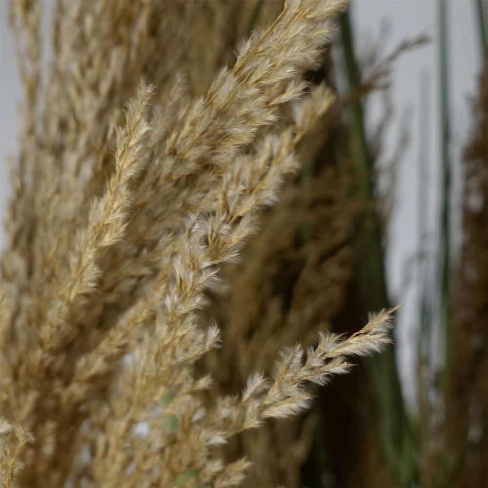 180cm Lifelike Pampas Grass Plant for a Chic and Natural Look