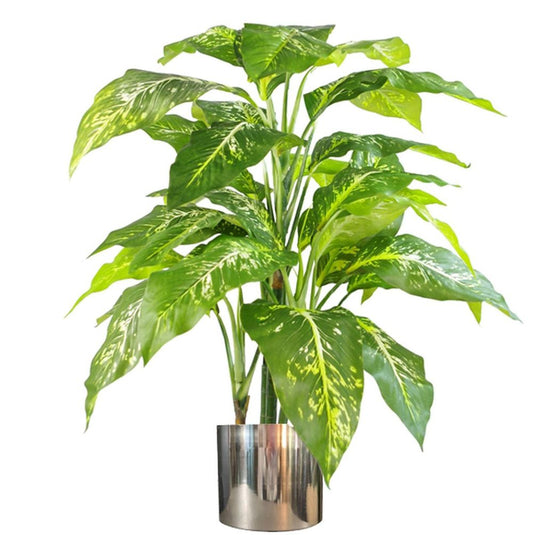 100cm Large Fox's Aglaonema (Spotted Evergreen) Tree in Silver Metal Planter