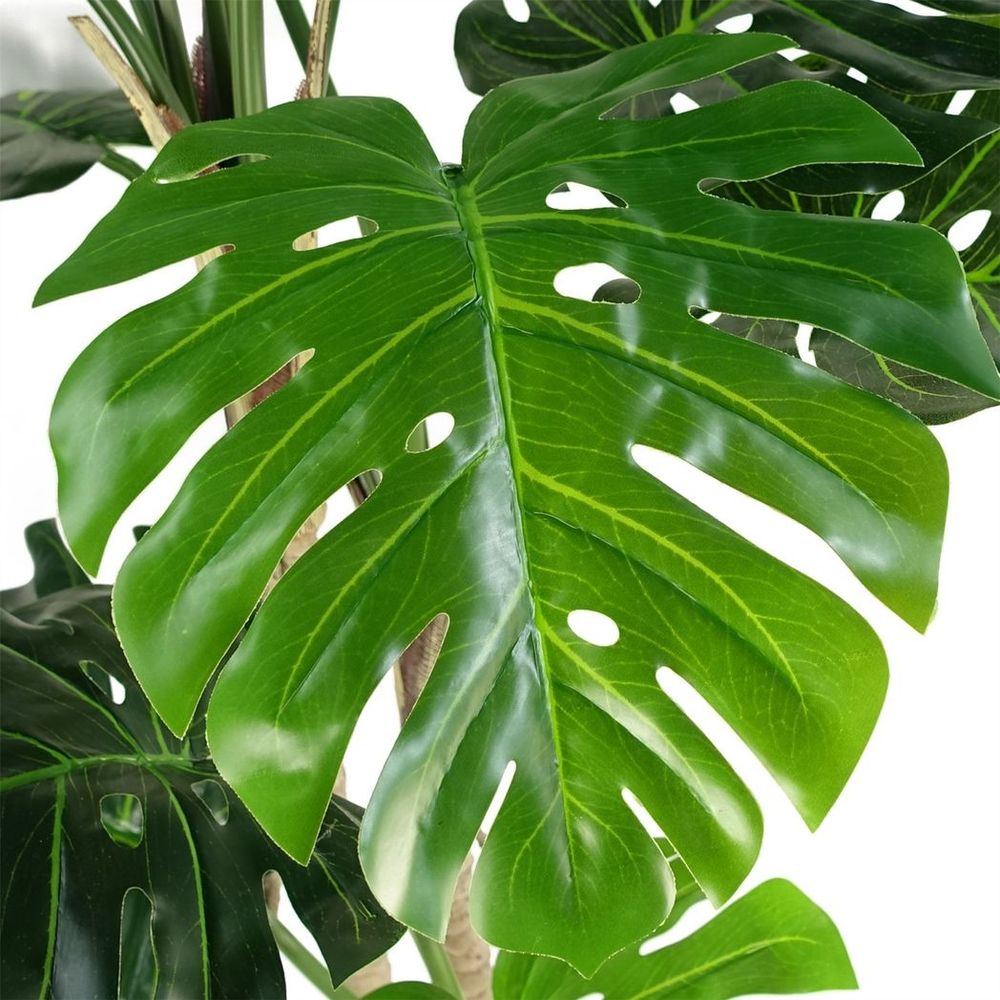 150cm (5ft) Luxury Monstera Plant in Elegant Black Pot