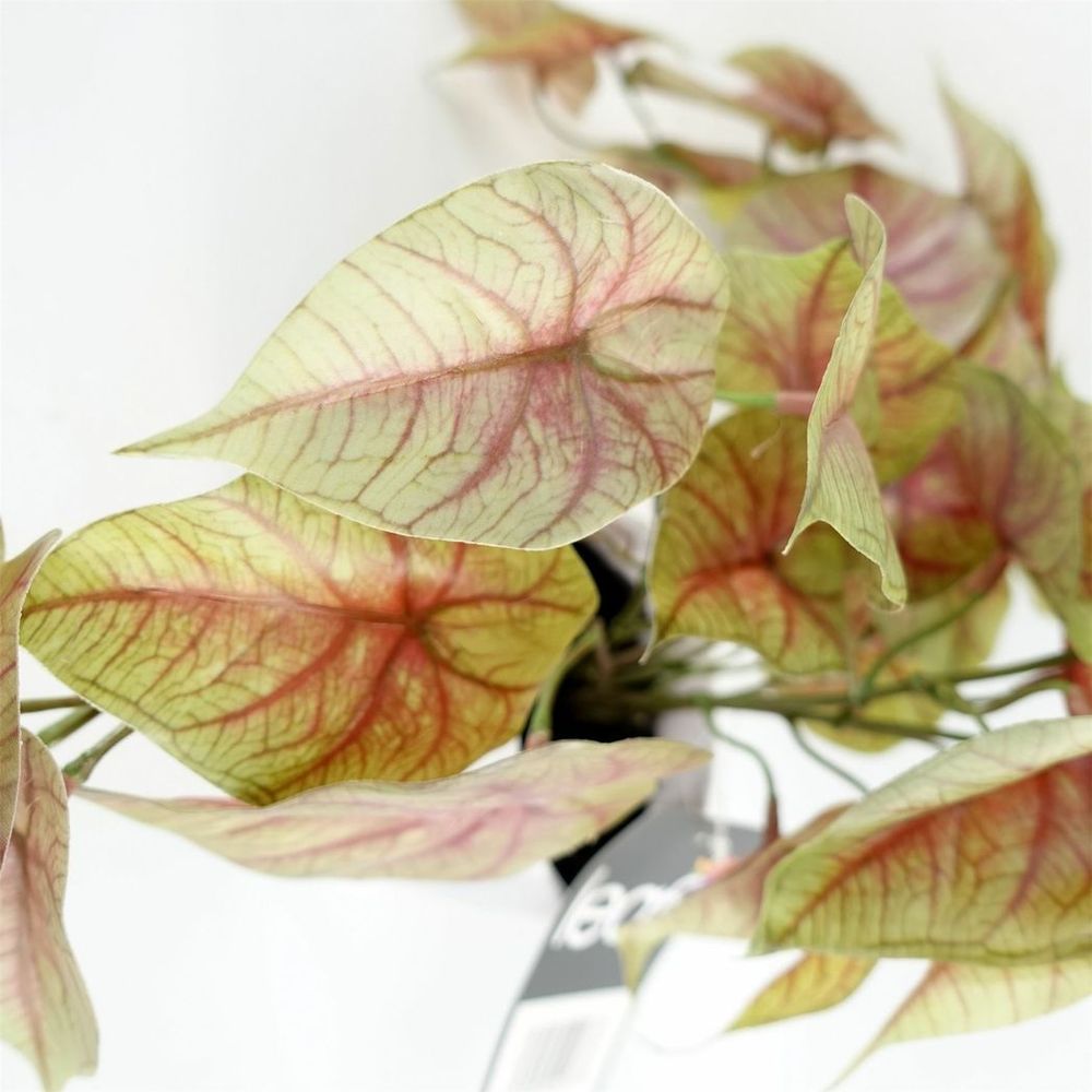 30cm Realistic Potted Trailing Pink Caladium Plant - Artificial Design