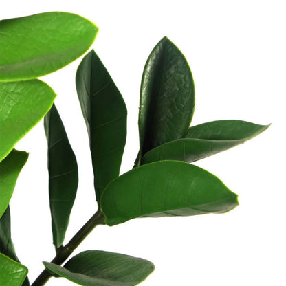 75cm Artificial Zanzibar Green Gem Zamioculcas Succulent Plant for Indoor Use